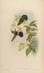 Eulampis holosericeus
